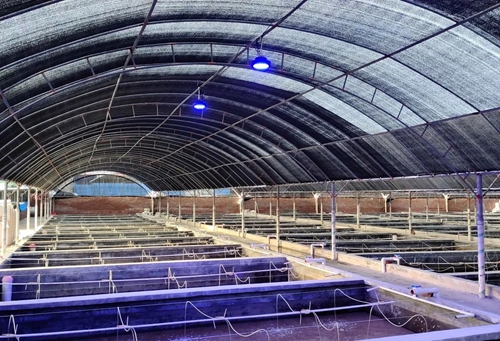 佛山照明推出水产养殖照明新方案 佛山照明推出水产养殖照明新方案