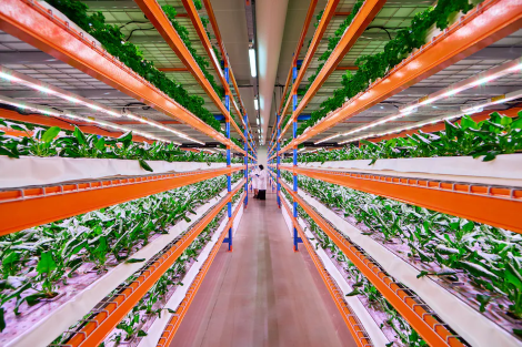 昕诺飞点亮最大植物工厂，为航空餐饮提供蔬菜