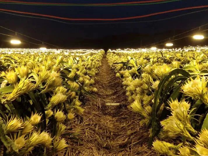 赞！一项LED植物照明技术相关国家重点研发计划项目获科技部批复立项