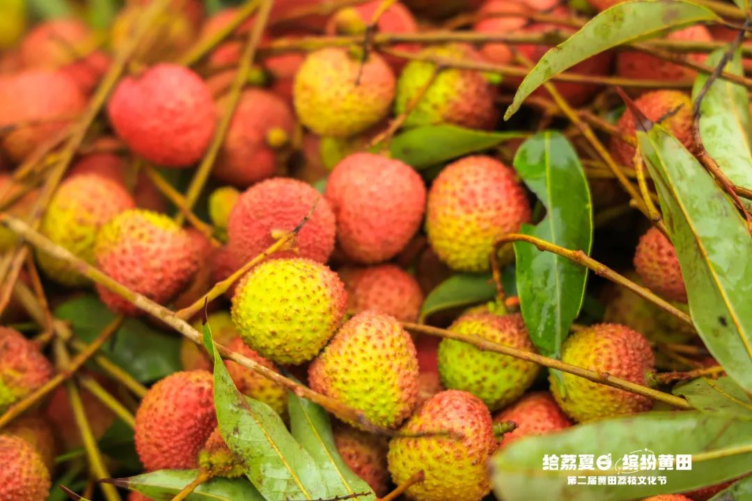 “给荔夏日·缤纷黄田”第二届黄田荔枝文化节圆满成功！